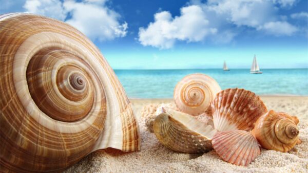 the cultural significance of seashells