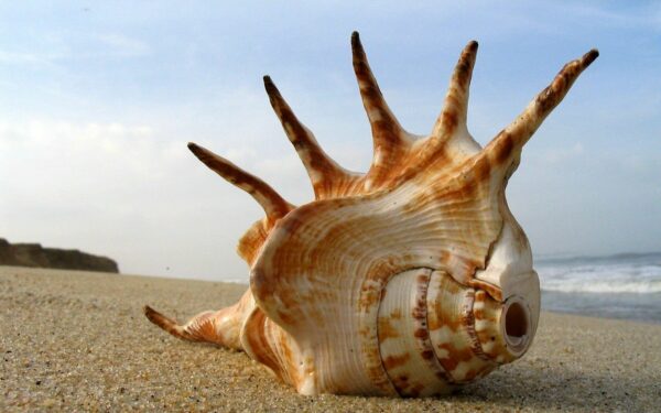 the cultural significance of seashells