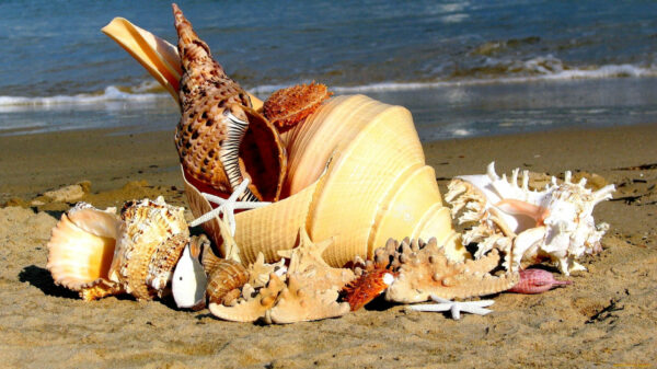 the cultural significance of seashells