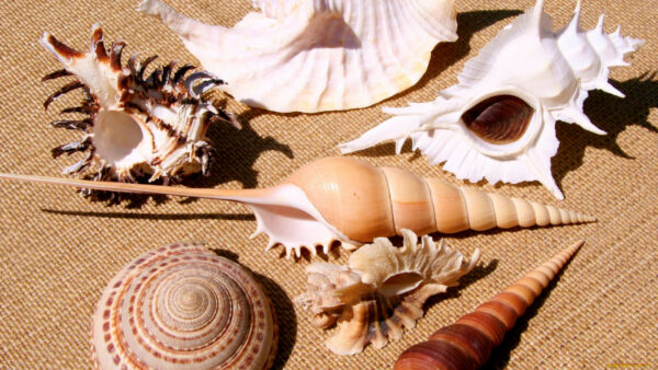 the cultural significance of seashells