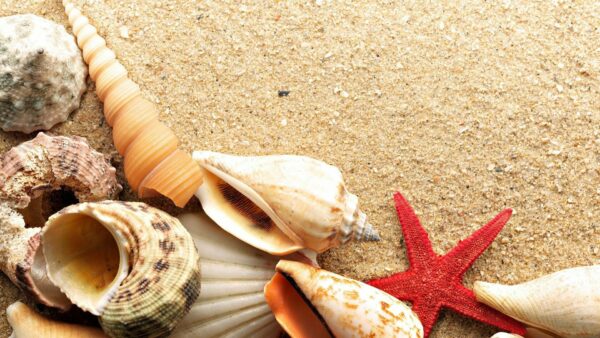 the cultural significance of seashells