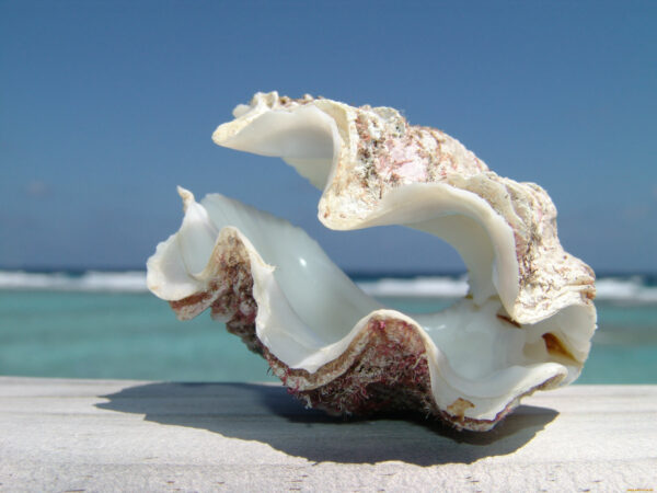 the cultural significance of seashells