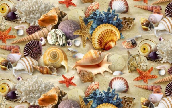 the cultural significance of seashells