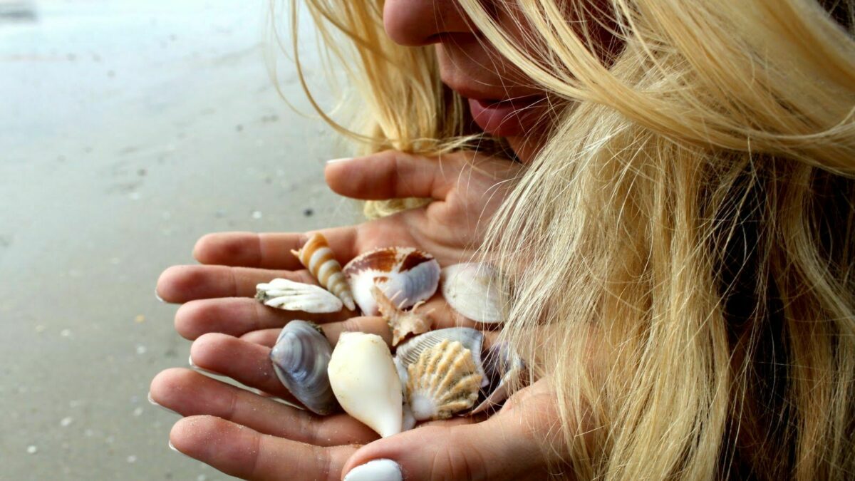 the secret life of seashells