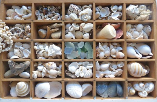 seashell crafts diy projects for beach lovers